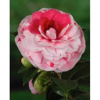 Camellia japonica 'Bonomiana' - Set de 2 - Japanse roos - ⌀15cm - Hoogte 50-60cm 2