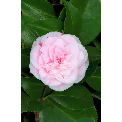 Camellia japonica 'Bonomiana' - Set de 2 - Japanse roos - ⌀15cm - Hoogte 50-60cm 3