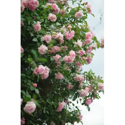 Camellia japonica 'Bonomiana' - Set de 2 - Japanse roos - ⌀15cm - Hoogte 50-60cm 4