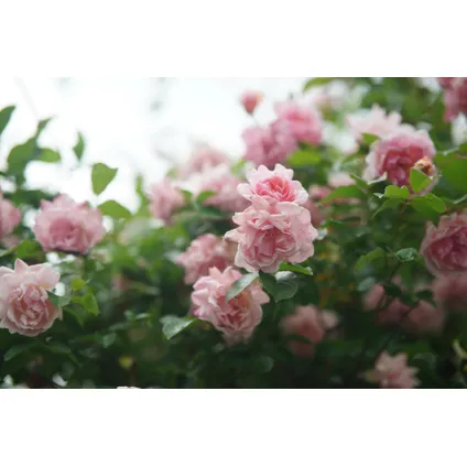 Camellia japonica 'Bonomiana' - Set de 2 - Japanse roos - ⌀15cm - Hoogte 50-60cm 5