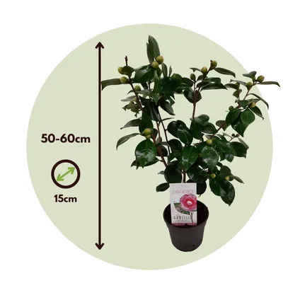 Camellia japonica 'Bonomiana' - Set de 2 - Rose - Pot 15cm - Hauteur 50-60cm 6