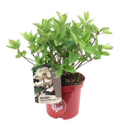 Hydrangea paniculata Wim's Red - Hortensia - ⌀19cm - Hoogte 25-40cm