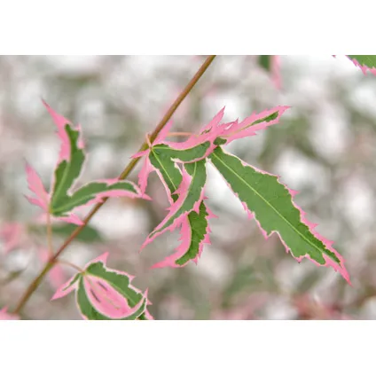 Acer palmatum 'Taylor' - Japanse Esdoorn - Pot 19cm - Hoogte 50-60cm 2