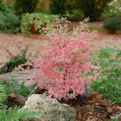 Acer palmatum 'Taylor' - Japanse Esdoorn - Pot 19cm - Hoogte 50-60cm 4