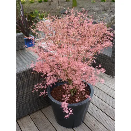 Acer palmatum 'Taylor' - Japanse Esdoorn - Pot 19cm - Hoogte 50-60cm 5