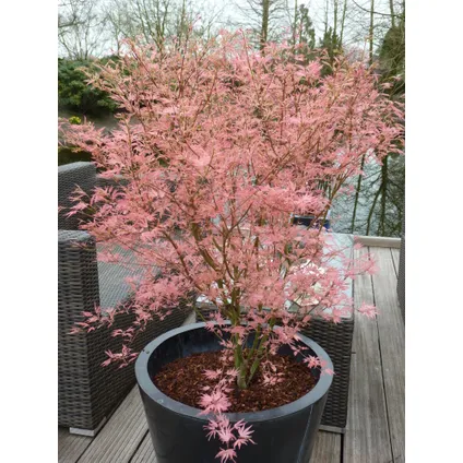 Acer palmatum 'Taylor' - Japanse Esdoorn - Pot 19cm - Hoogte 50-60cm 6