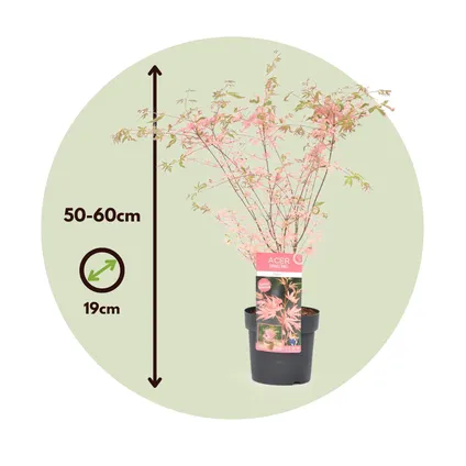 Acer palmatum 'Taylor' - Japanse Esdoorn - Pot 19cm - Hoogte 50-60cm 7