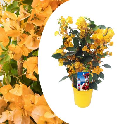 Bougainvillea 'Dania' - Sur support - Fleurs Jaune - Pot 17cm - Hauteur 50-60cm