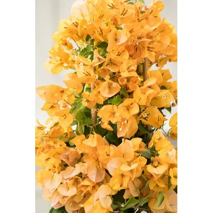 Bougainvillea 'Dania' - Gele bloemen - Klimplant - Pot 17cm - Hoogte 50-60cm 2