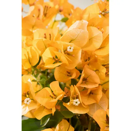 Bougainvillea 'Dania' - Gele bloemen - Klimplant - Pot 17cm - Hoogte 50-60cm 3
