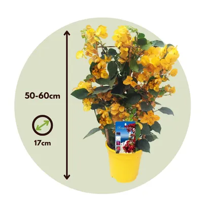 Bougainvillea 'Dania' - Gele bloemen - Klimplant - Pot 17cm - Hoogte 50-60cm 6