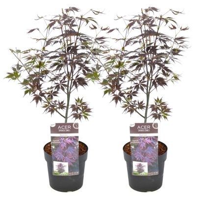Acer palmatum 'Black Lace' - Set van 2 - Esdoorn - Pot 19cm - Hoogte 60-70cm
