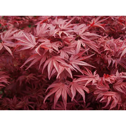 Acer palmatum - Set van 4 - Japanse Esdoorn - Pot 10,5cm - Hoogte 25-40cm 2