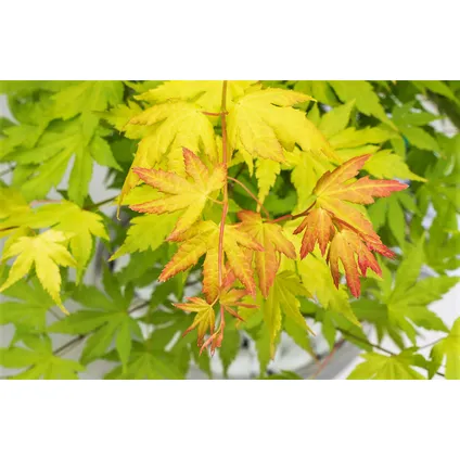 Acer palmatum - Set van 4 - Japanse Esdoorn - Pot 10,5cm - Hoogte 25-40cm 3