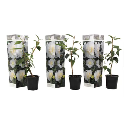 Camellia japonica - Set de 3 - Blanc - Roses - Pot 9cm - Hauteur 25-40cm