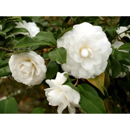 Camellia japonica - Set de 3 - Blanc - Roses - Pot 9cm - Hauteur 25-40cm 2