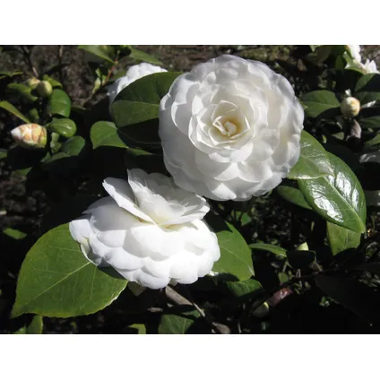 Camellia Japonica - Set van 3 - Wit - Japanse Rozen - Pot 9cm - Hoogte 25-40cm 3