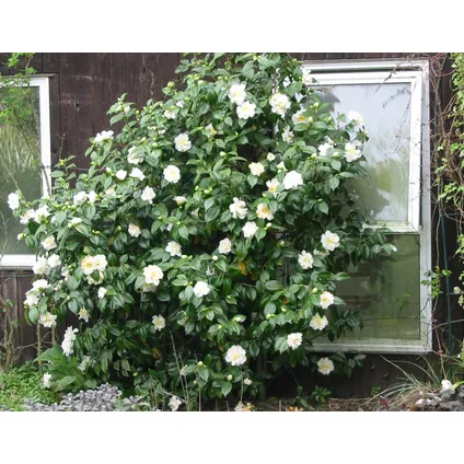 Camellia Japonica - Set van 3 - Wit - Japanse Rozen - Pot 9cm - Hoogte 25-40cm 4