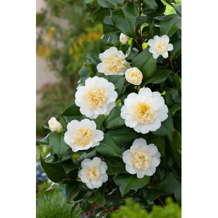 Camellia japonica - Set de 3 - Blanc - Roses - Pot 9cm - Hauteur 25-40cm 5