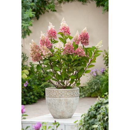 Hydrangea 'Pinky Winky' - Set van 4 - Pluimhortensia - Pot 19cm - Hoogte 25-40cm