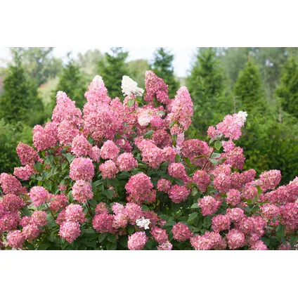 Hydrangea 'Pinky Winky' - Set van 4 - Pluimhortensia - Pot 19cm - Hoogte 25-40cm 4
