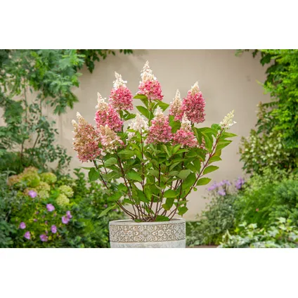 Hydrangea 'Pinky Winky' - Set van 4 - Pluimhortensia - Pot 19cm - Hoogte 25-40cm 6