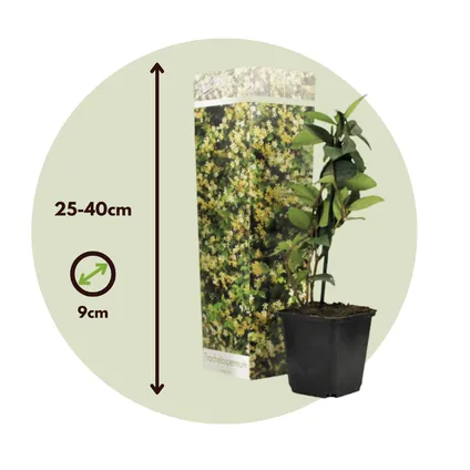 Toscaanse Jasmijn - Set van 6 - Geel - Tuinplanten - Pot 9cm - Hoogte 25-40cm 7