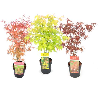 Acer palmatum - Set van 3 - Japanse Esdoorn - Pot 19cm - Hoogte 60-70cm