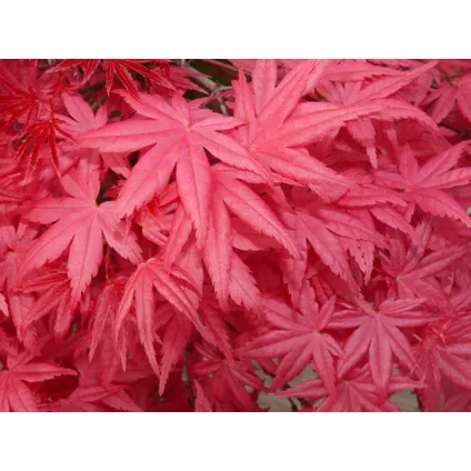 Acer palmatum - Set van 3 - Japanse Esdoorn - Pot 19cm - Hoogte 60-70cm 2