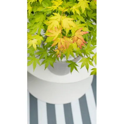Acer palmatum - Set van 3 - Japanse Esdoorn - Pot 19cm - Hoogte 60-70cm 3