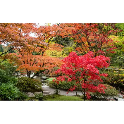 Acer palmatum - Set van 3 - Japanse Esdoorn - Pot 19cm - Hoogte 60-70cm 6