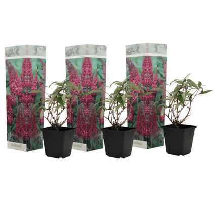 Vlinderstruiken - Buddleja Roze - Set van 3 - Tuin - Pot 9cm - Hoogte 25-40cm