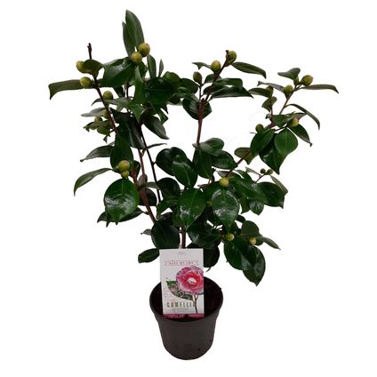 Camellia japonica 'Bonomiana' - Japanse roos - Pot 15cm - Hoogte 50-60cm