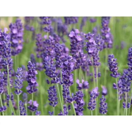 Lavendelplant - Lavandula angustifolia - Set van 12 - ⌀10,5cm - Hoogte 10-15cm 3