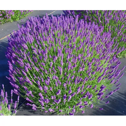 Lavendelplant - Lavandula angustifolia - Set van 12 - ⌀10,5cm - Hoogte 10-15cm 6