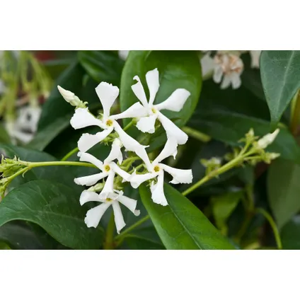 Jasmijn XL - Trachelospermum jasminoides - Pot 17cm - Hoogte 110-120cm 2