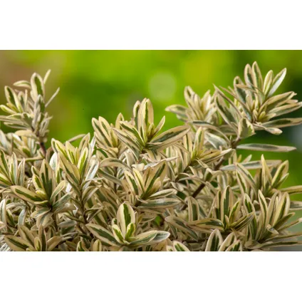 Hebe pinguifolia - Mélange de 12 - Arbuste - Pot 10,5cmcm - Hauteur 15-20cm 2