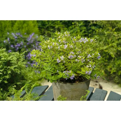 Hebe pinguifolia - Mélange de 12 - Arbuste - Pot 10,5cmcm - Hauteur 15-20cm 5