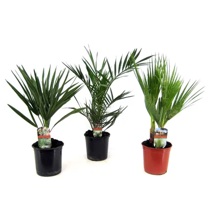 Palmiers d'extérieur - Mélange de 3 - Pot 15cm - Hauteur 50-70cm