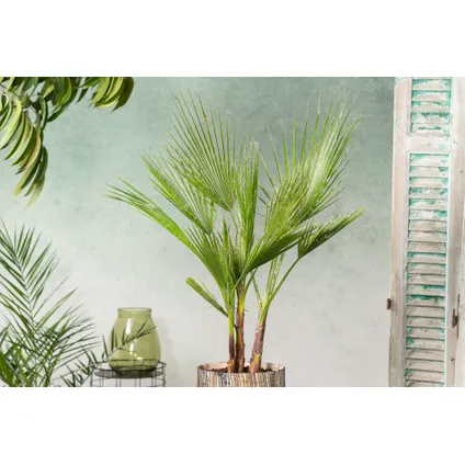 Buiten Palmbomen Mix - Mix van 3 planten - Pot 15cm - Hoogte 50-70cm 2