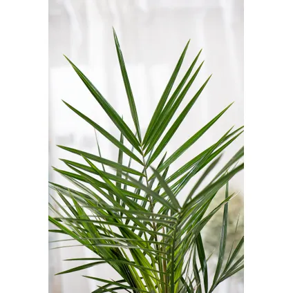 Buiten Palmbomen Mix - Mix van 3 planten - Pot 15cm - Hoogte 50-70cm 3