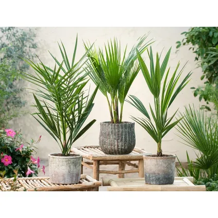 Buiten Palmbomen Mix - Mix van 3 planten - Pot 15cm - Hoogte 50-70cm 4