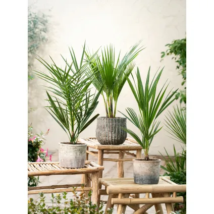 Buiten Palmbomen Mix - Mix van 3 planten - Pot 15cm - Hoogte 50-70cm 6