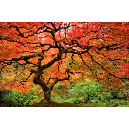 Acer palmatum - Set de 8 - Erable du Japon - Pot 10,5cm - Hauteur 25-40cm 6