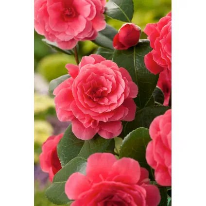 Camellia japonica - Mélange de 3 - Rouge blanc rose - Pot 9cm - Hauteur 25-40cm 3