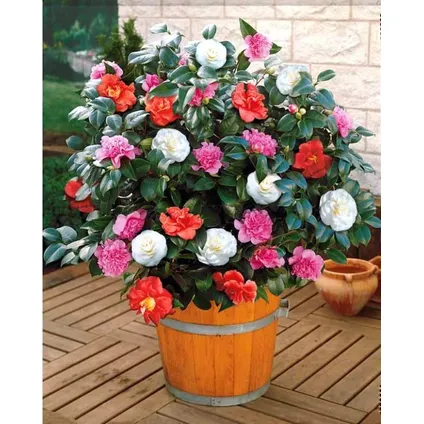 Camellia japonica - Mélange de 3 - Rouge blanc rose - Pot 9cm - Hauteur 25-40cm 4