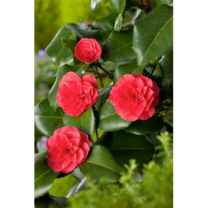 Camellia japonica - Mélange de 3 - Rouge blanc rose - Pot 9cm - Hauteur 25-40cm 5