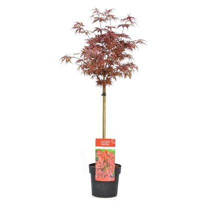 Acer palmatum 'Shaina' - Érable japonais - Pot 19cm - Hauteur 80-90cm