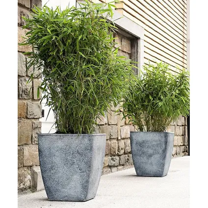 Fargesia Rufa - Set van 3 - Niet woekerende Bamboe - Pot 13cm - Hoogte 25-40cm 5
