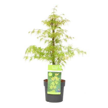 Acer palmatum 'Emerald Lace' - Japanse Esdoorn - Pot 19cm - Hoogte 60-70cm
